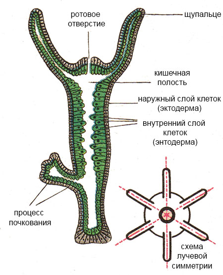 Зайти в кракен