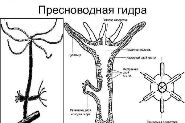 Kraken ссылка kraken clear com